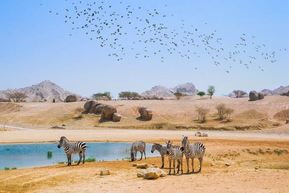 Sir Bani Yas