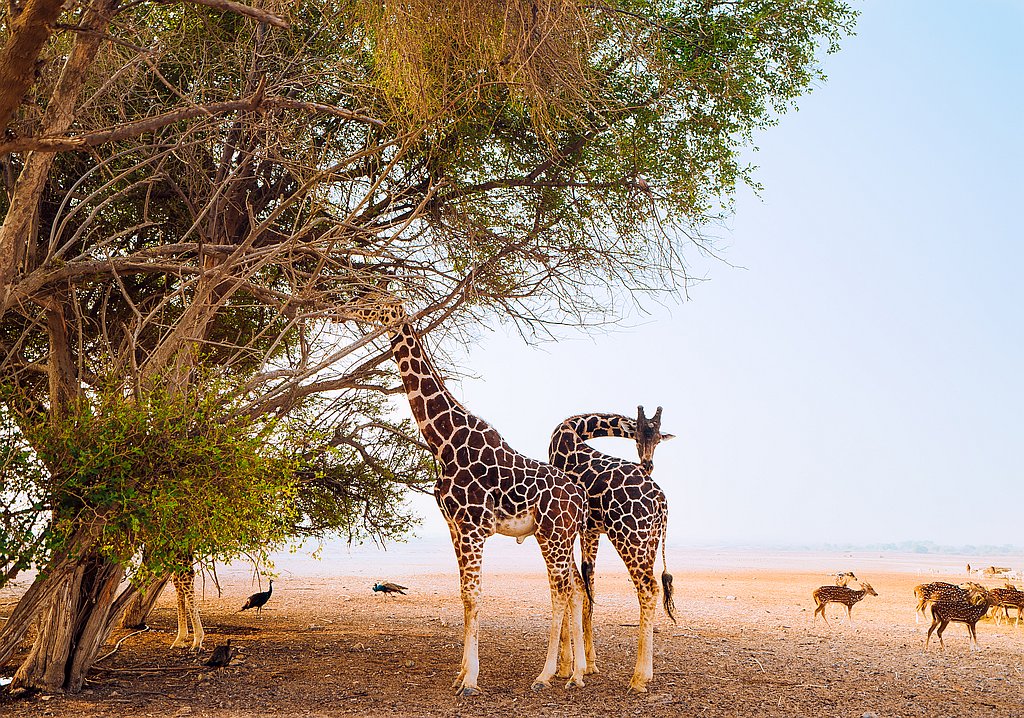 Giraffen auf Sir Bani Yas