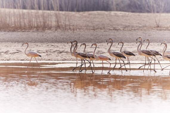 Flamingos Abu Dhabi