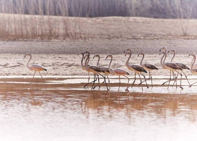 Flamingos Abu Dhabi