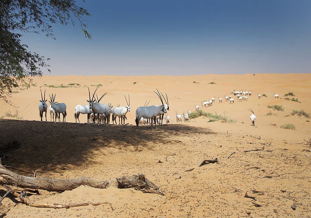 Oryx Antilope Abu Dhabi