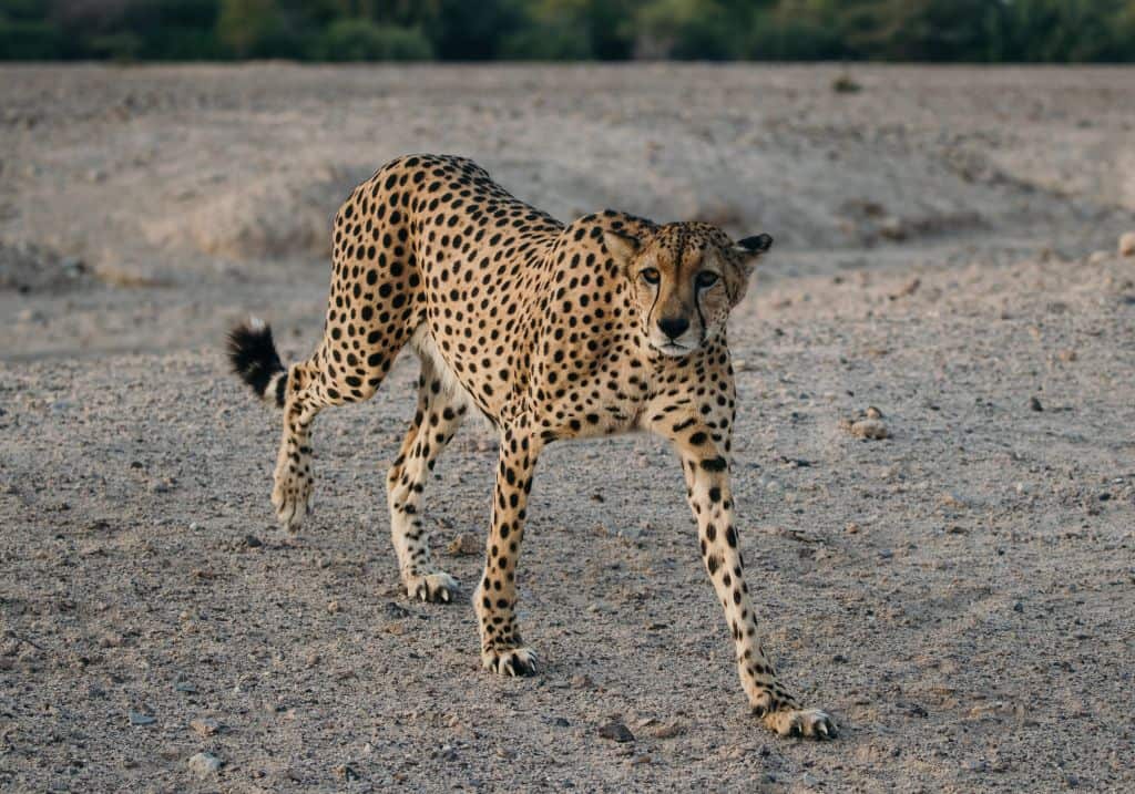 Sir Bani Yas Safari