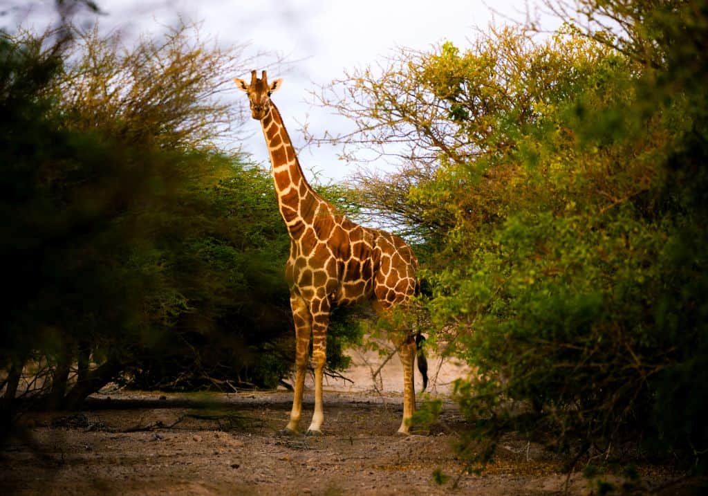 Giraffe Arabian Wildlife Park Abu Dhabi