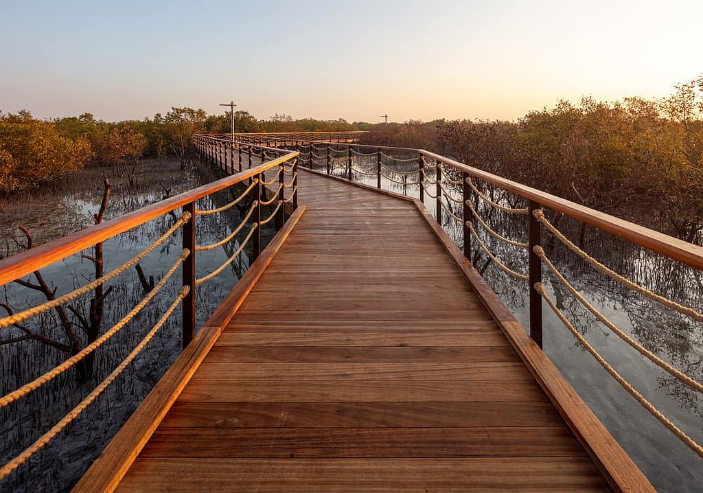 Steg über Mangrovenwald in Abu Dhabi