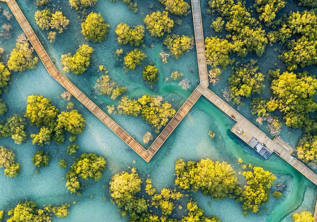 Mangrovenpark auf Jubai lsland Abu Dhabi 