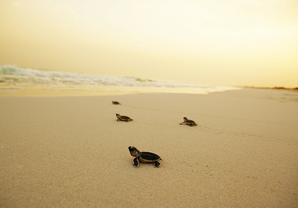 Echte Karettschildkröten Abu Dhabi