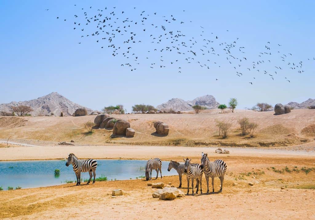 Abu Dhabi Safari